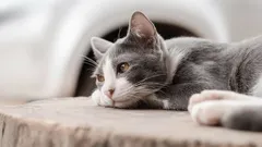 Kaipaavatko kissat oikeasti omistajiaan, kun ne jäävät yksin kotiin?