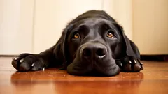 Kymmenen arjen virhettä, jotka voivat huomaamatta stressata koiraasi