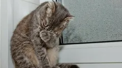 Voivatko kissat itkeä kuin ihmiset – ja mitä silloin kannattaa tehdä?