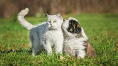 Kuinka opettaa koira olemaan reagoimatta kissoihin?