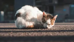 Ovatko katukissat kiitollisia siitä, että ne on otettu kotiin?