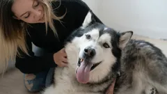 Miten koiraa kannattaa silittää, jotta se nauttisi siitä mahdollisimman paljon?