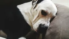 Voiko koira oikeasti kantaa kaunaa omistajalleen?