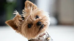 Miksi koirasi kallistaa päätään, kun puhut sille?