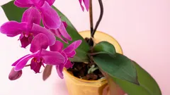 Näin saat orkidean kukkimaan koko vuoden lannoitteella, joka löytyy jo jääkaapistasi