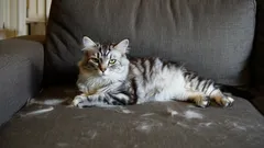 Ilman imuria ja nukanpoistorullaa: Näin poistat kissankarvat alle 5 minuutissa