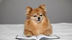 Muistaako koira omistajansa vielä vuosien eron jälkeen?